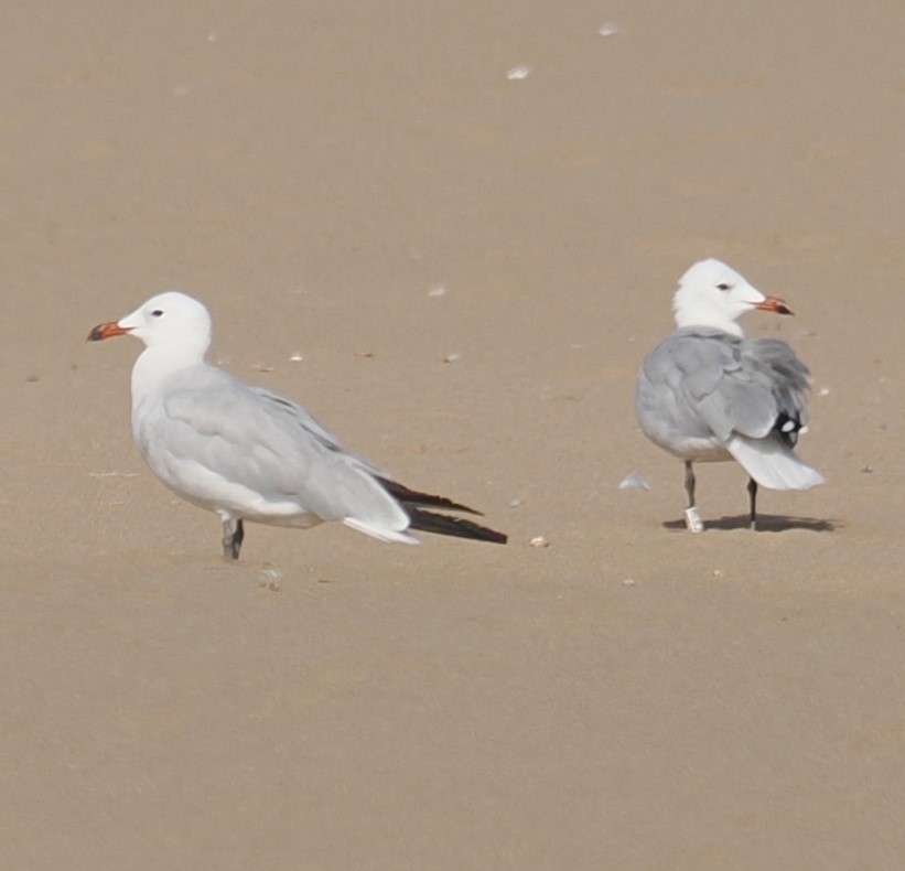 Audouin's Gull - ML624030619