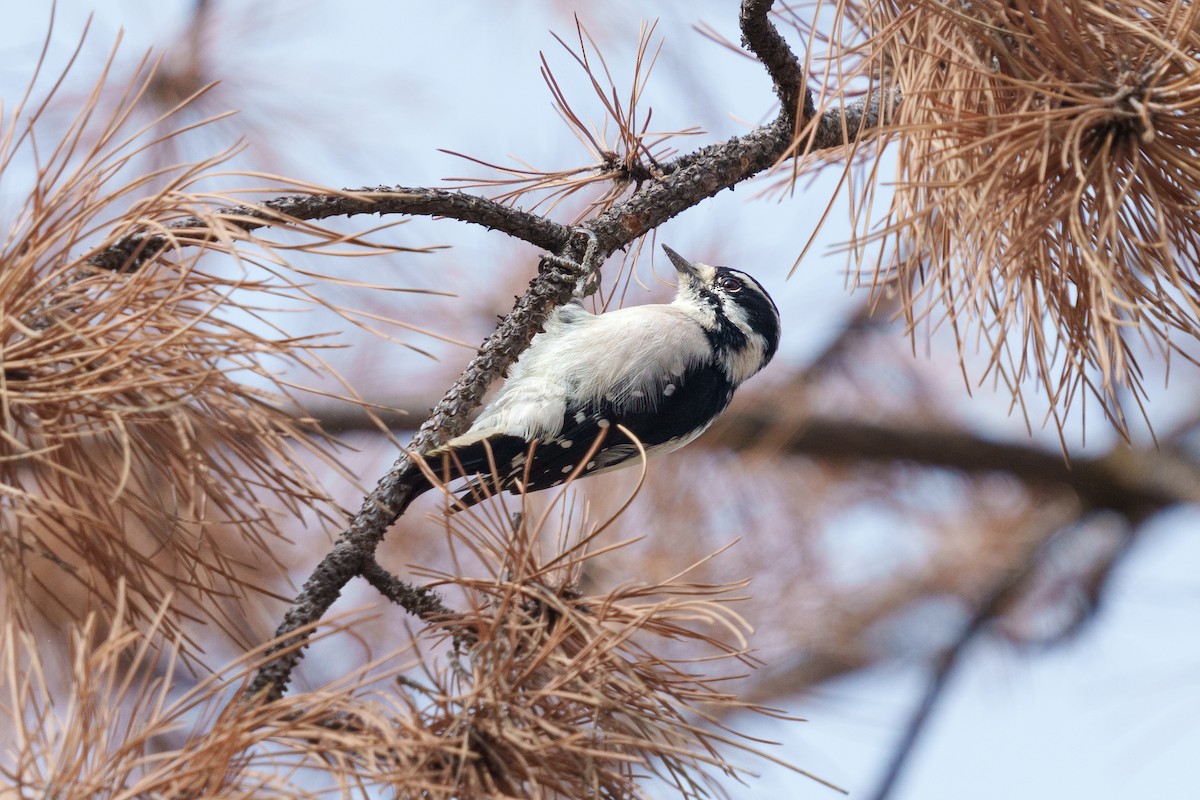 Downy Woodpecker - ML624030622