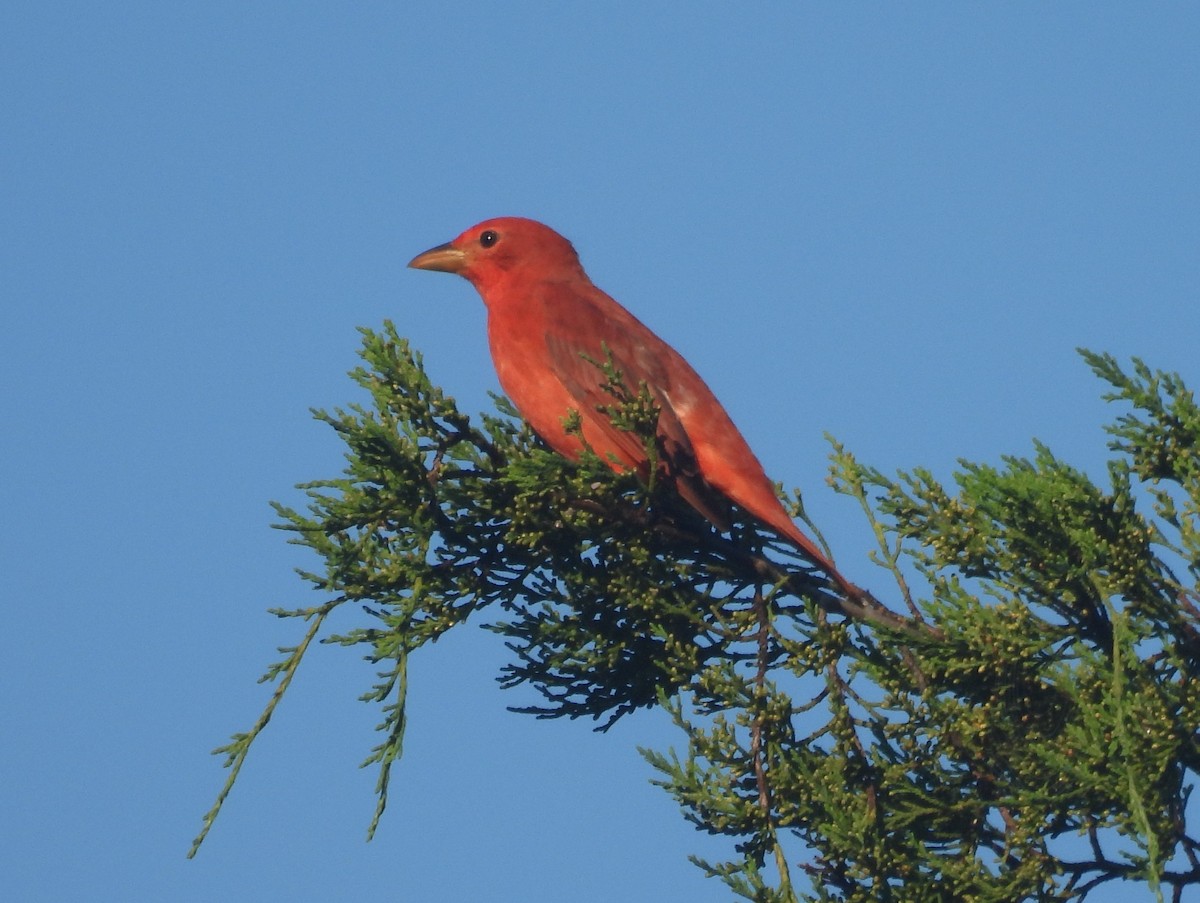 Summer Tanager - Mark DiGiovanni