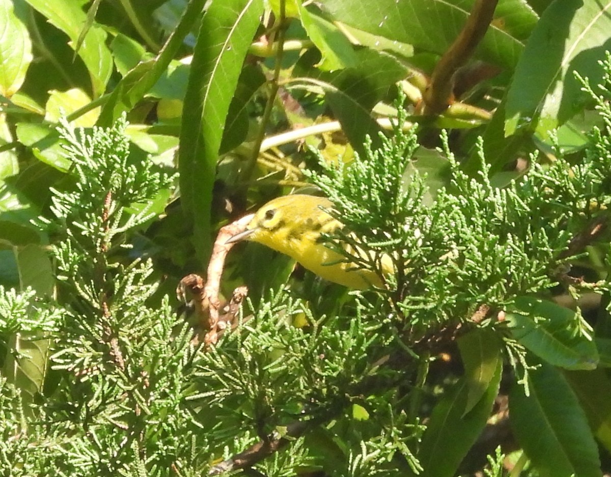 Prairie Warbler - ML624030637