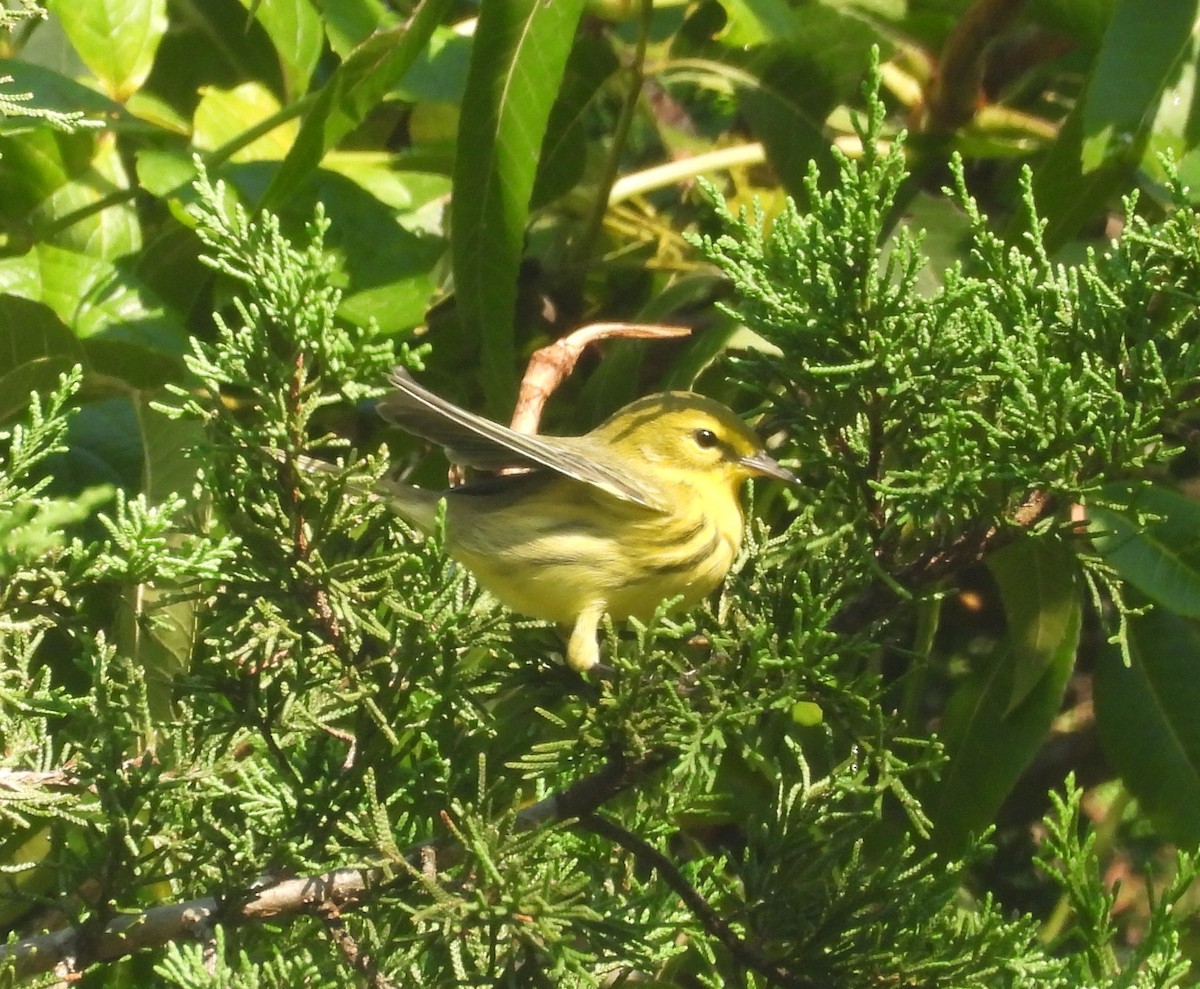 Prairie Warbler - ML624030638