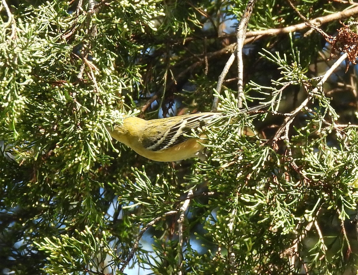 Bay-breasted Warbler - ML624030655