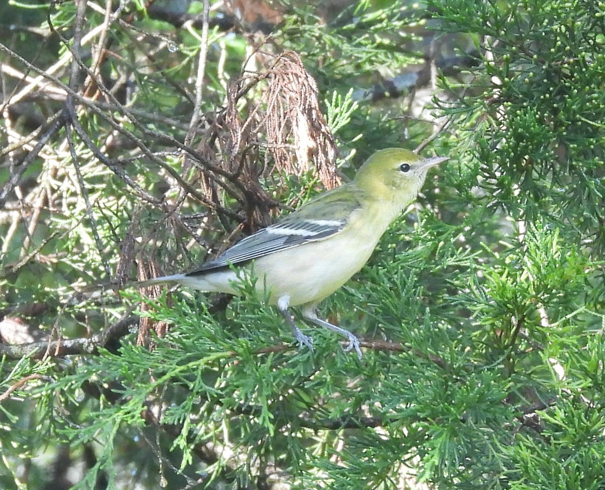 Bay-breasted Warbler - ML624030656