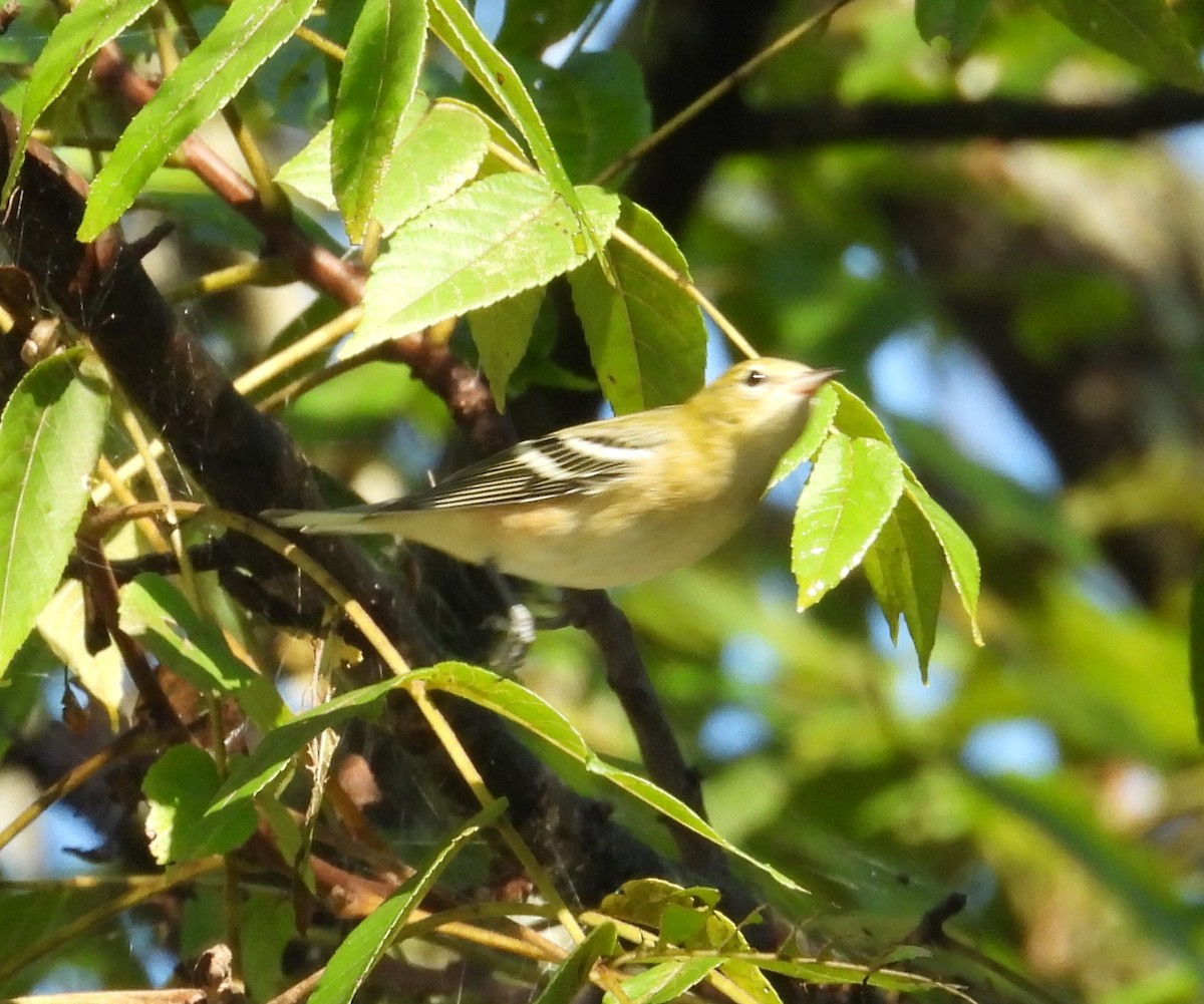 Bay-breasted Warbler - ML624030657