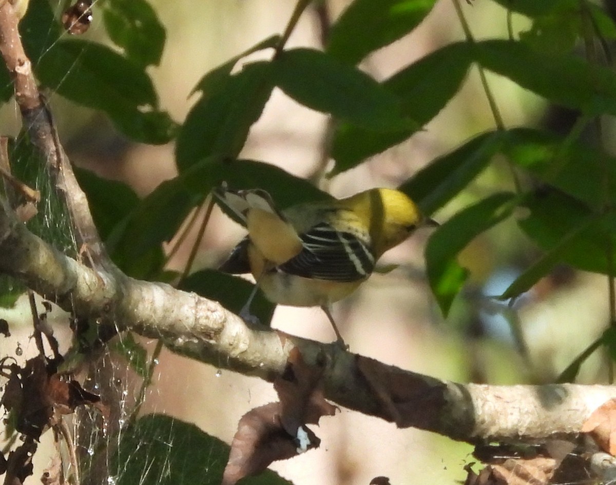 Bay-breasted Warbler - ML624030658