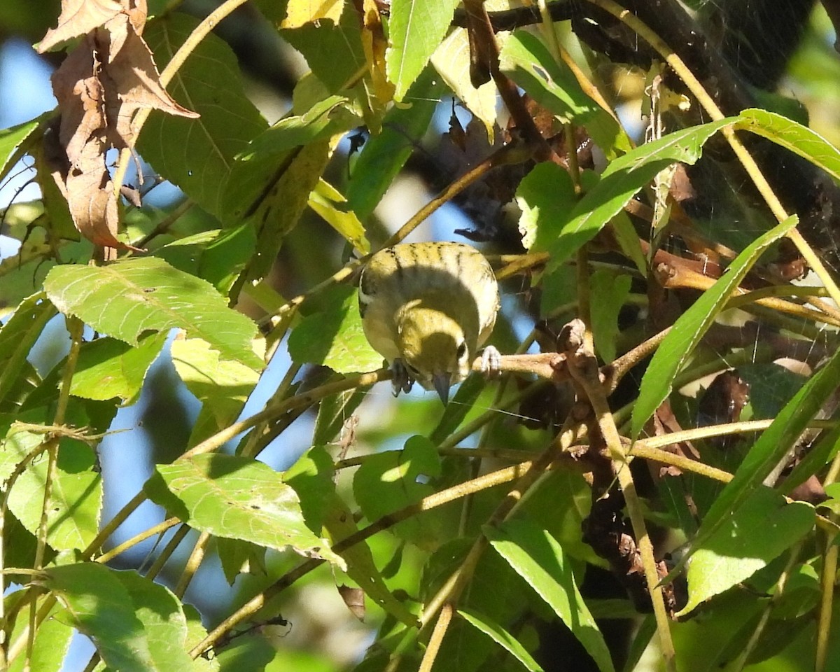 Bay-breasted Warbler - ML624030659