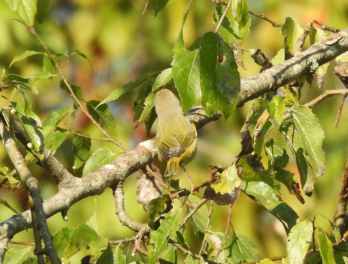 Nashville Warbler - ML624030663