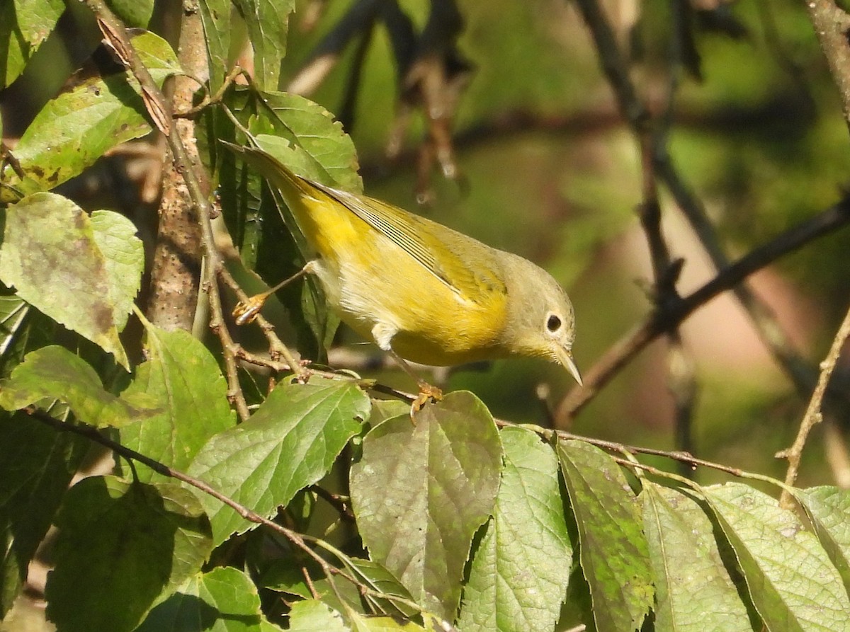 Nashville Warbler - ML624030664