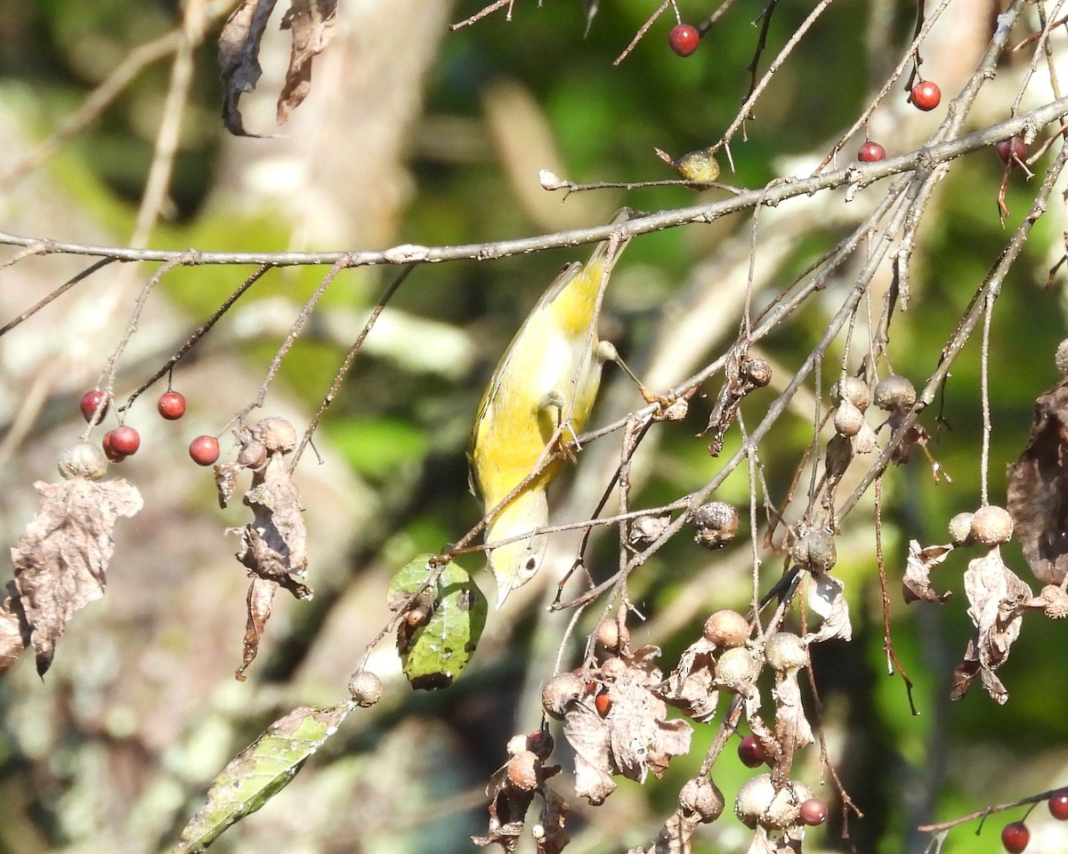 Nashville Warbler - ML624030665