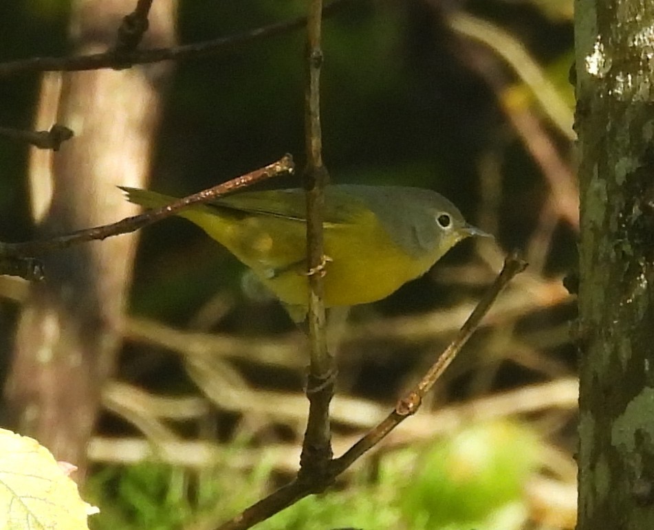 Nashville Warbler - ML624030666