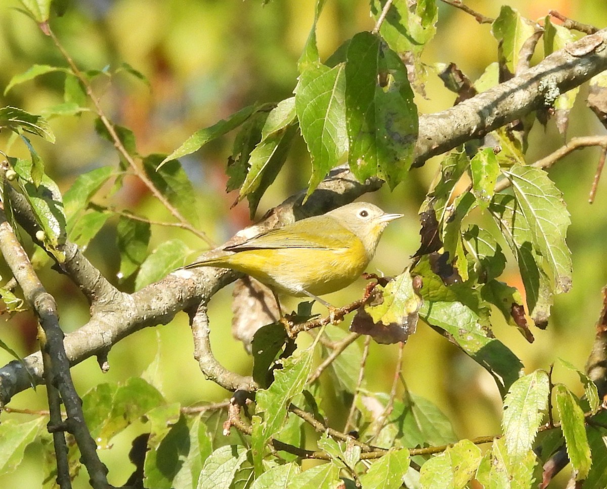 Nashville Warbler - ML624030667