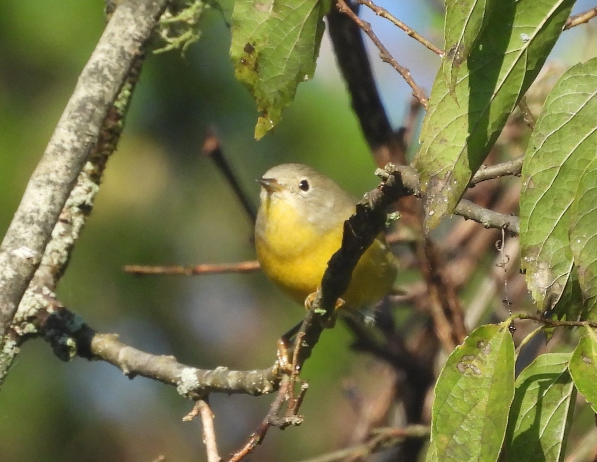 Nashville Warbler - ML624030668