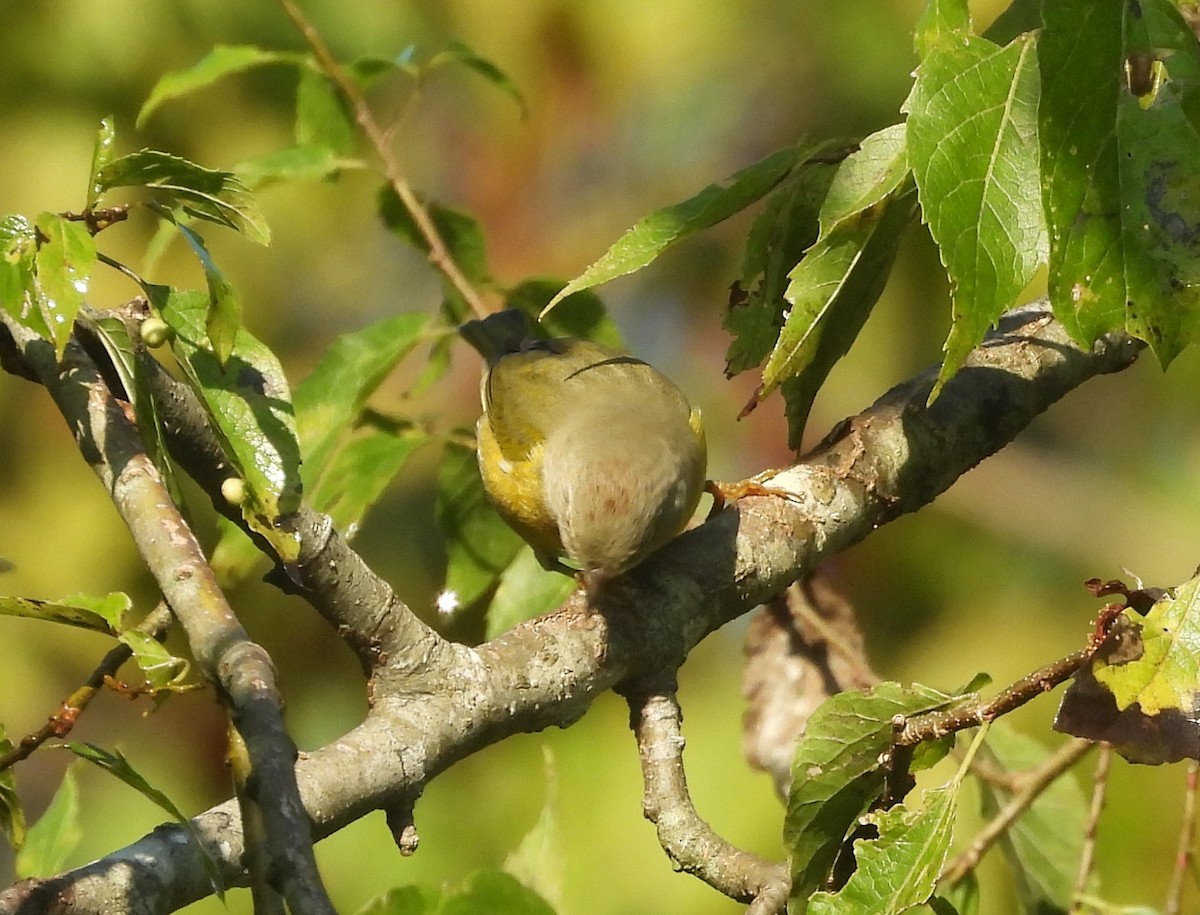 Nashville Warbler - ML624030669