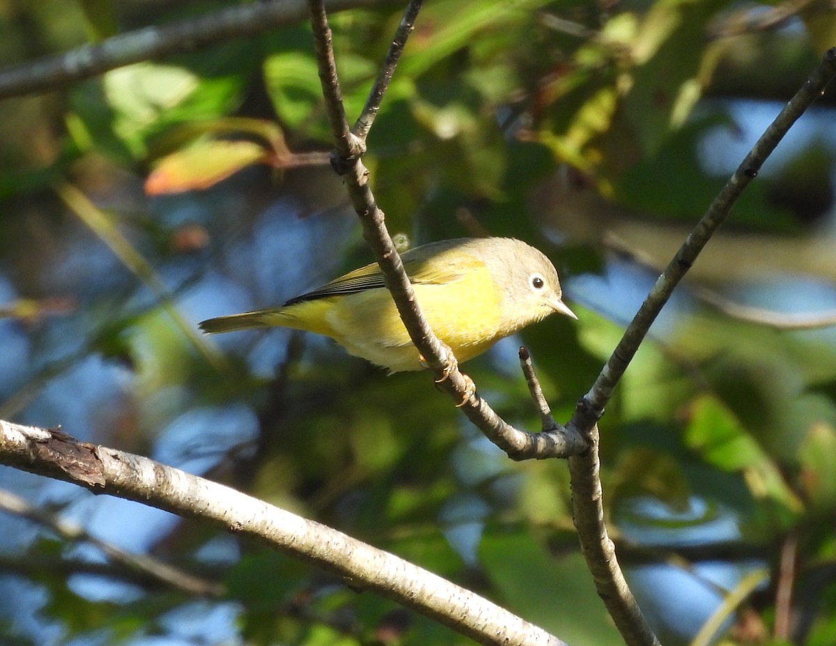 Nashville Warbler - ML624030670