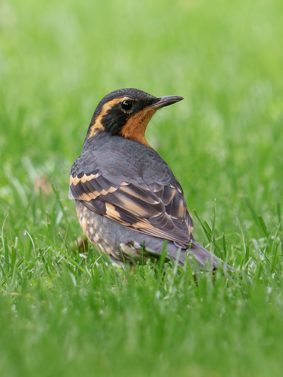 Varied Thrush - ML624030676