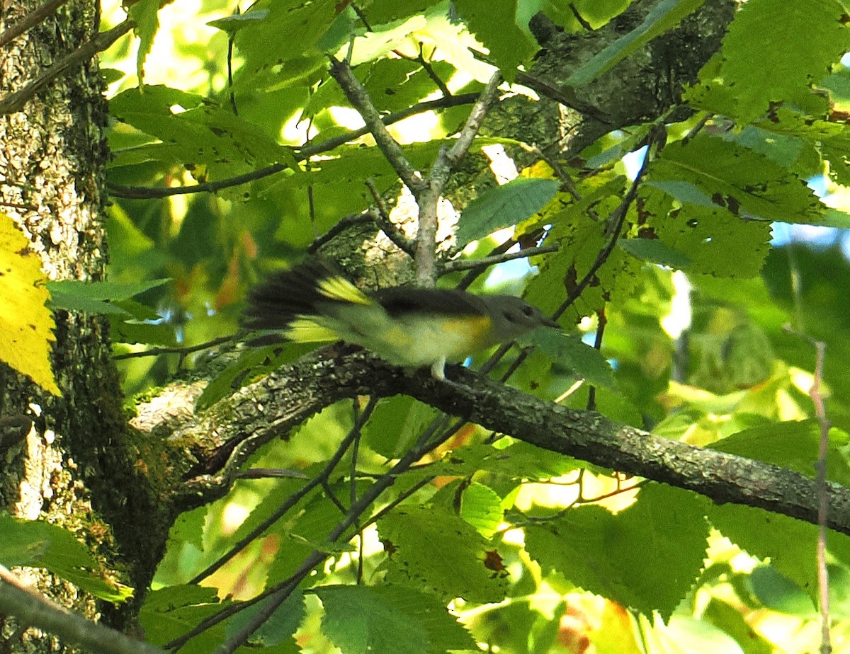 American Redstart - Patricia Rettig