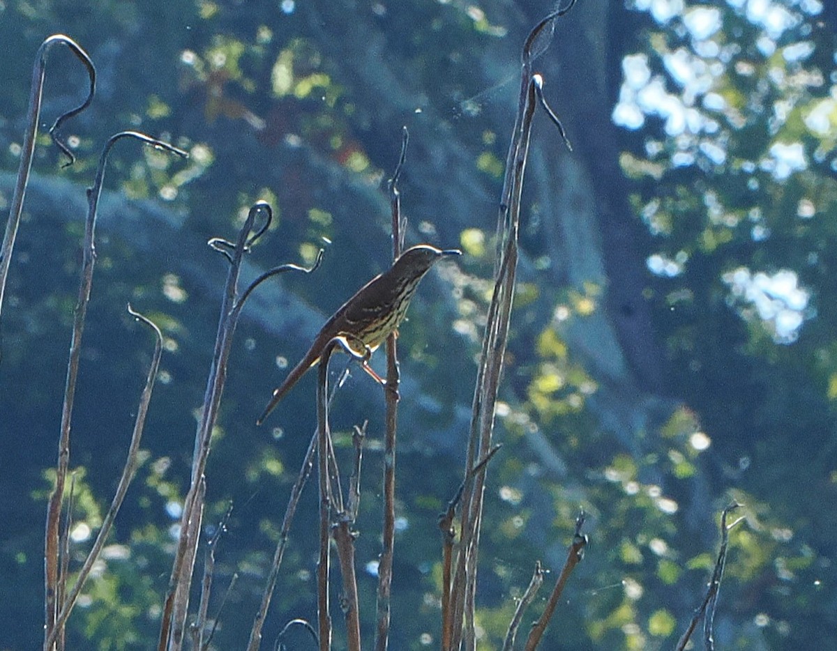 Brown Thrasher - ML624030710