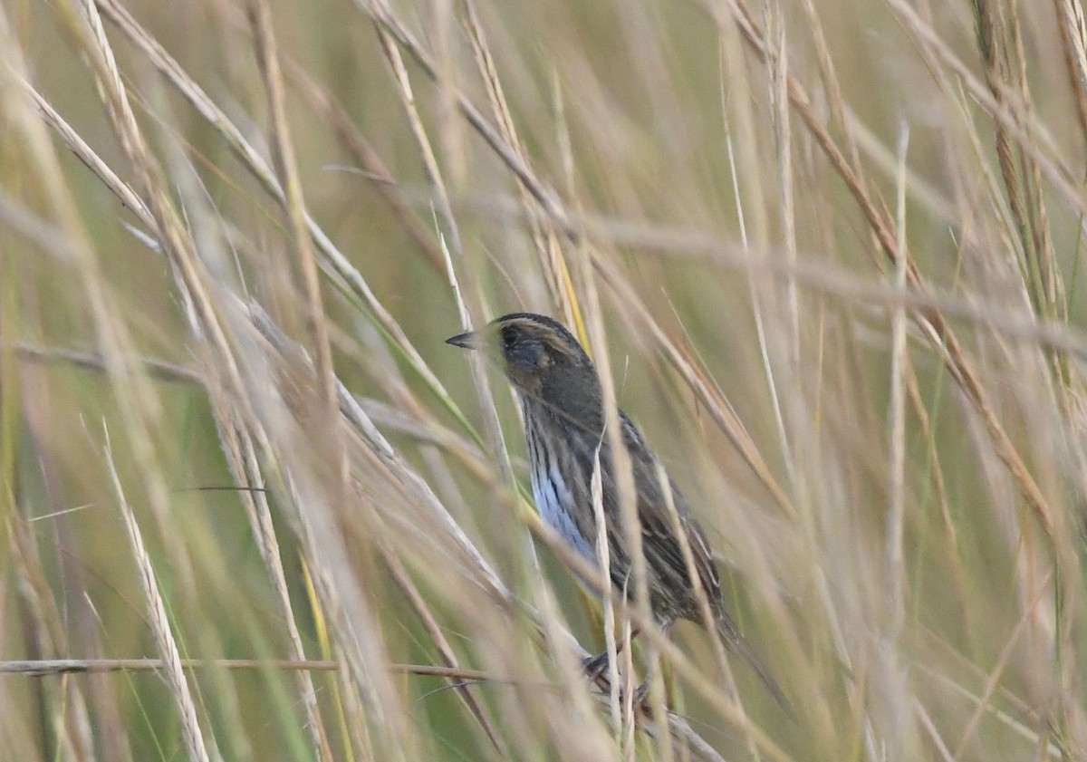 Saltmarsh Sparrow - ML624030721