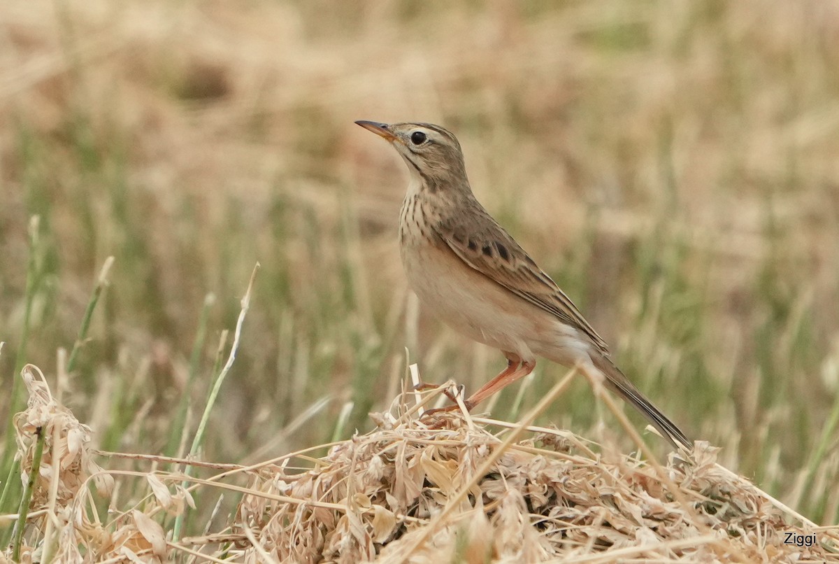 Pipit de Richard - ML624030724