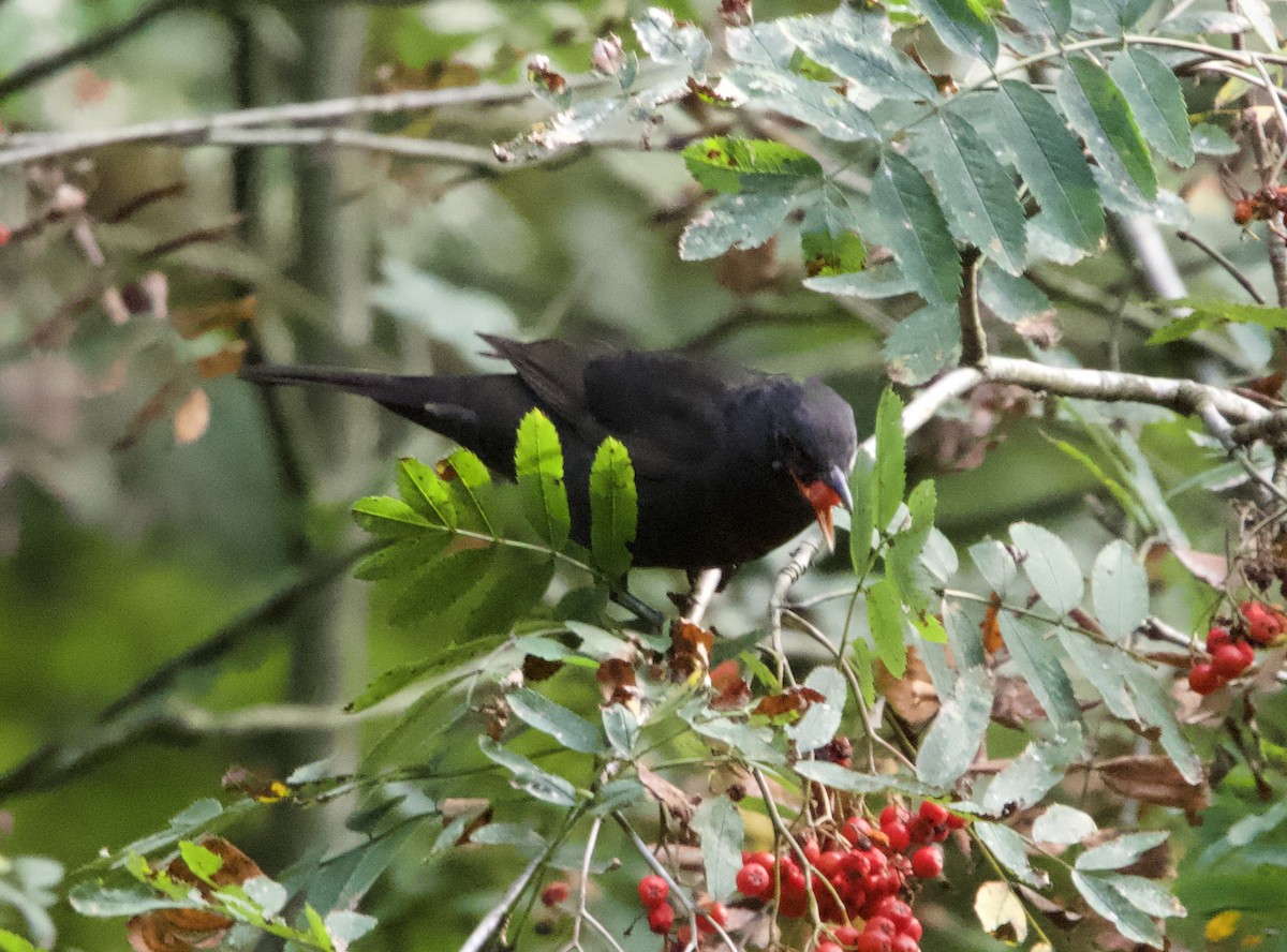 Eurasian Blackbird - ML624030744