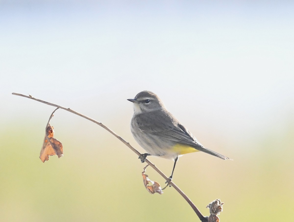 lesňáček bažinný (ssp. palmarum) - ML624030745