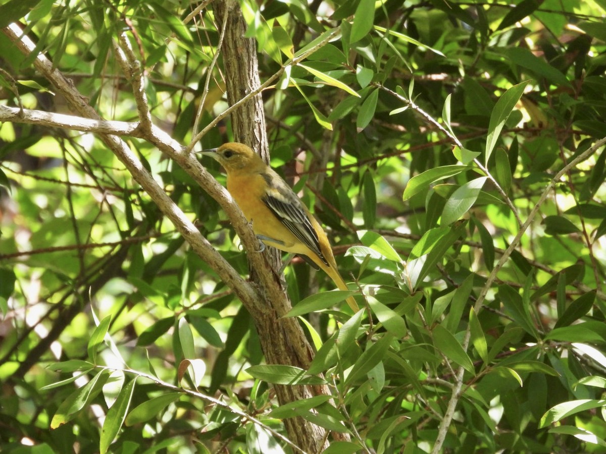 Baltimore Oriole - ML624030746