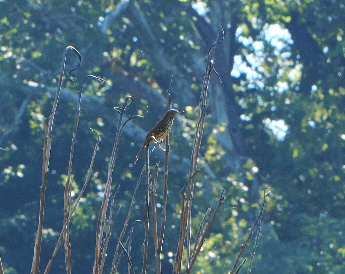 Brown Thrasher - ML624030751