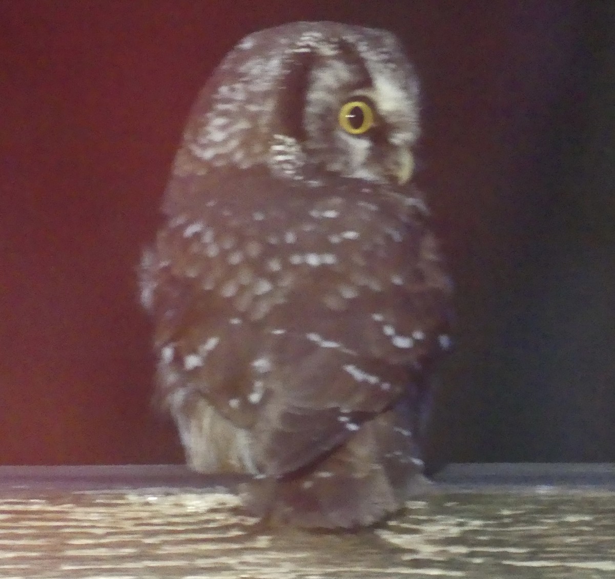 Boreal Owl - ML624030760