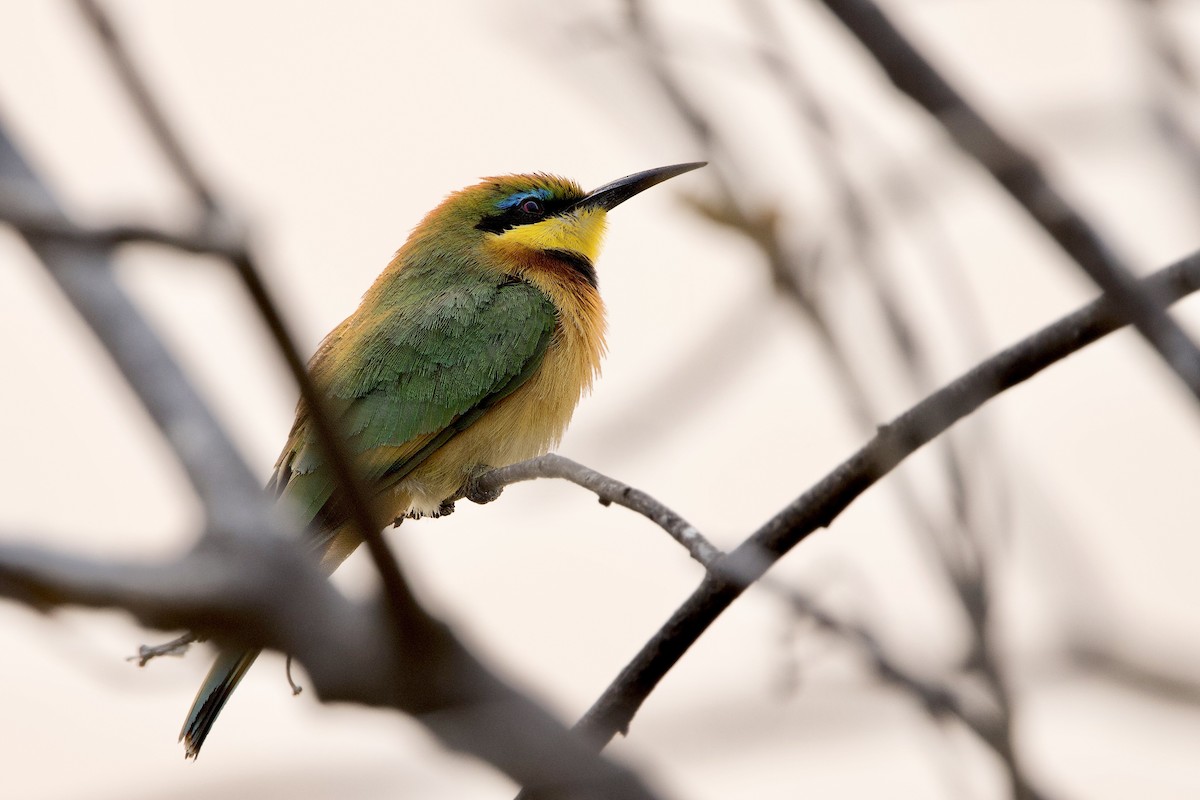 Little Bee-eater - ML624030765