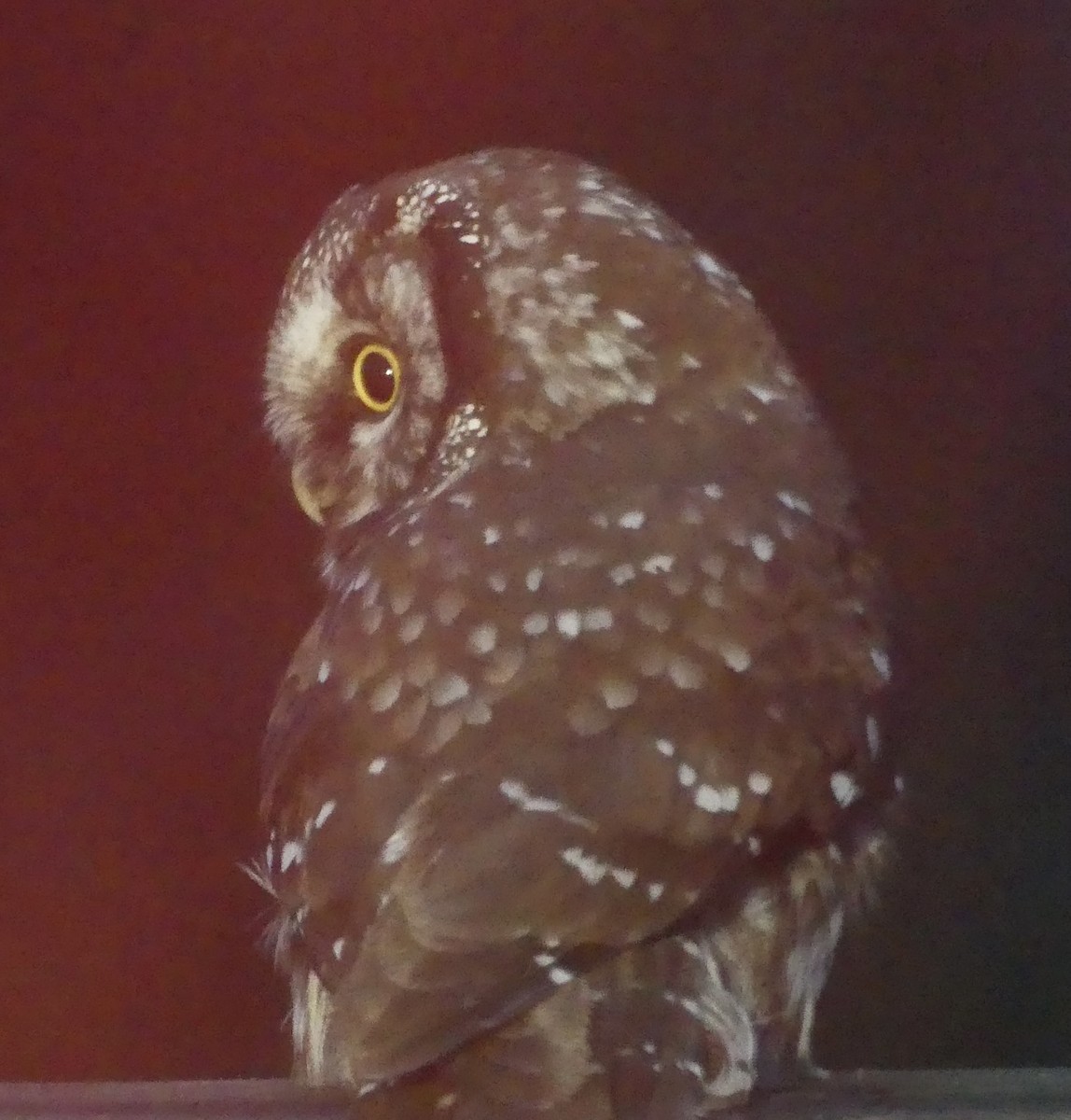 Boreal Owl - ML624030767