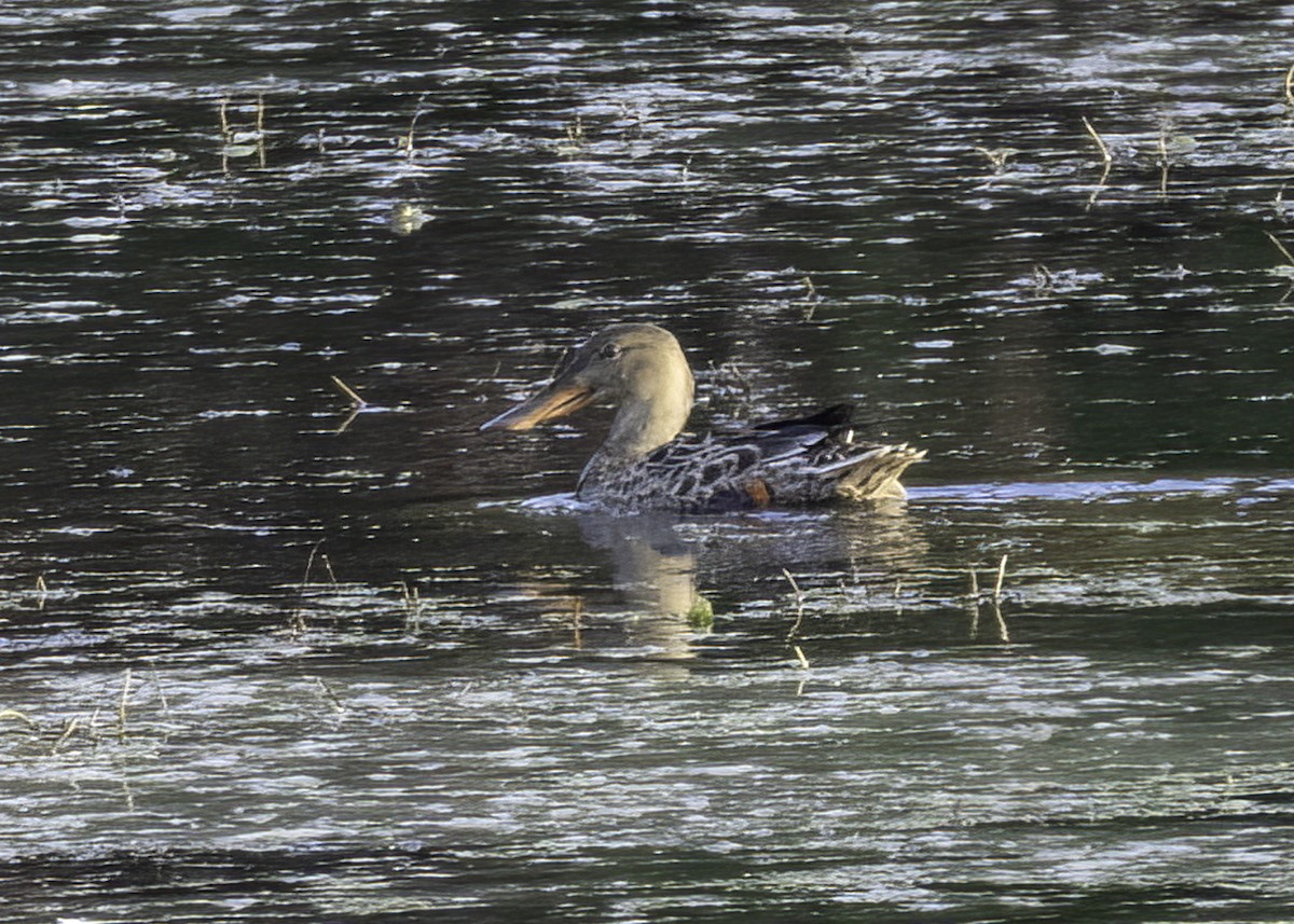 Northern Shoveler - Luc Tremblay