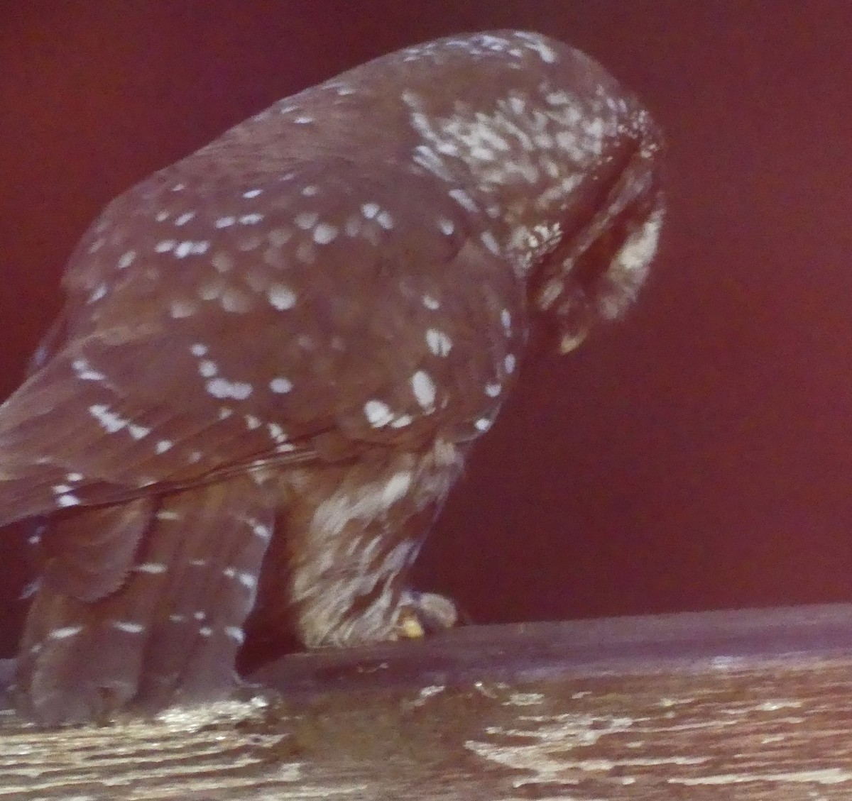 Boreal Owl - ML624030772