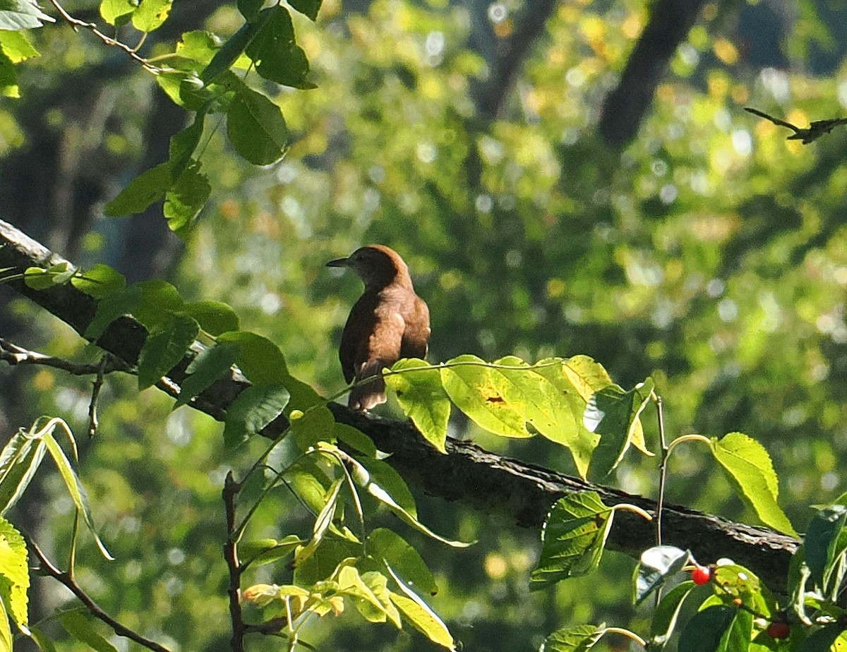 Brown Thrasher - ML624030785