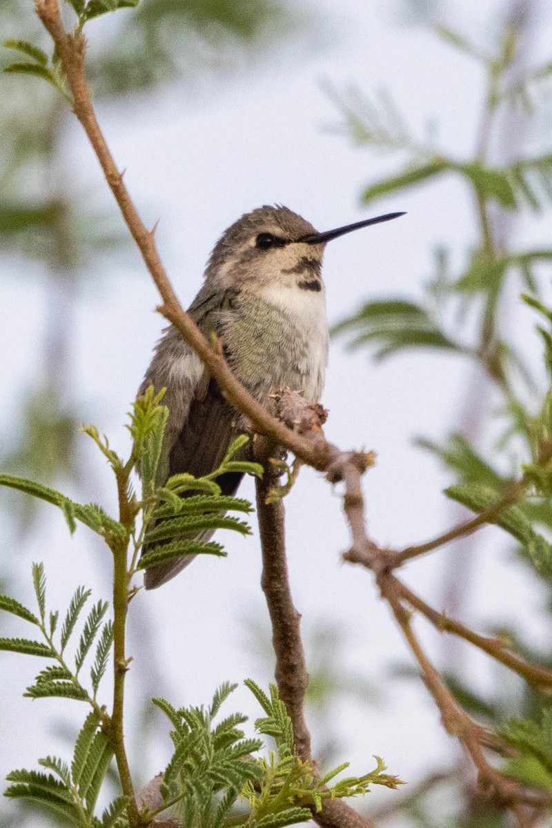 Colibrí de Costa - ML624030800