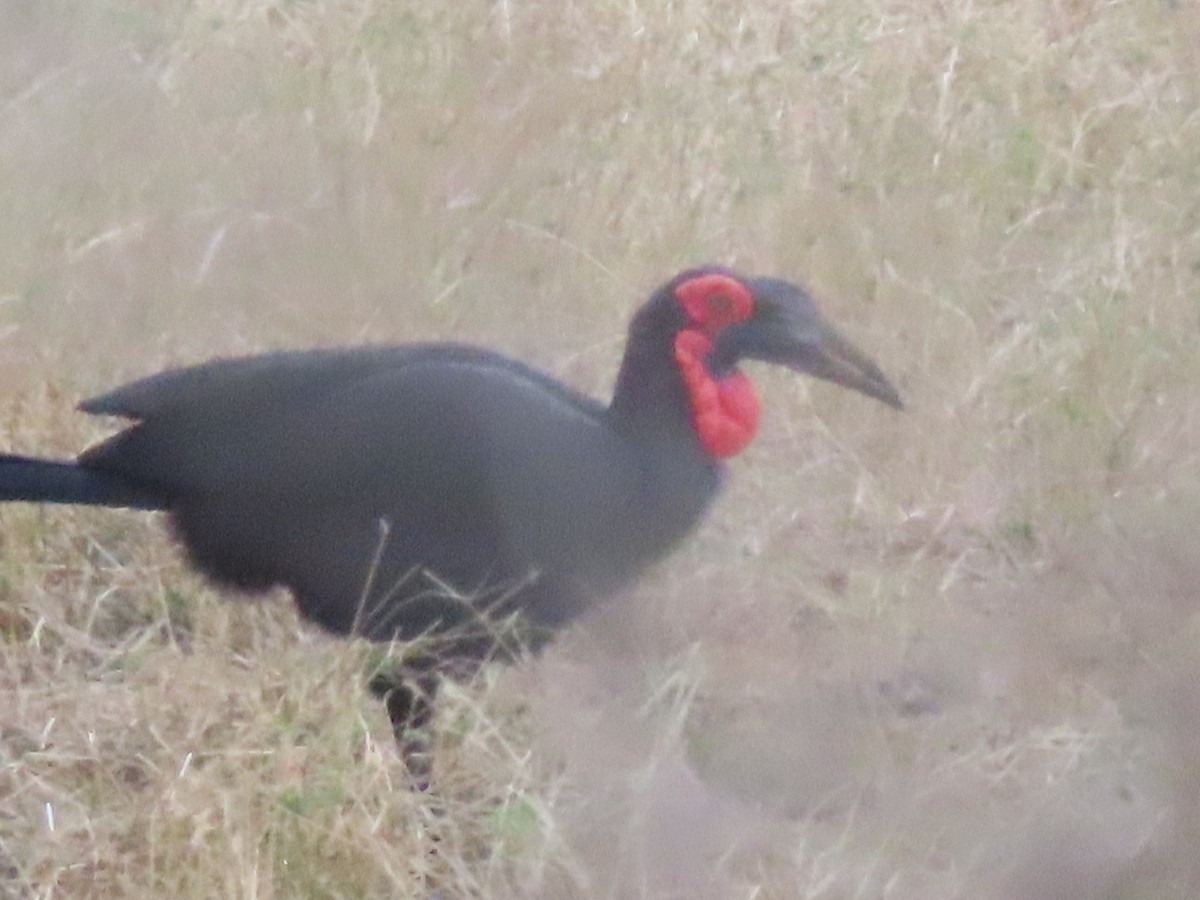 Southern Ground-Hornbill - ML624030805