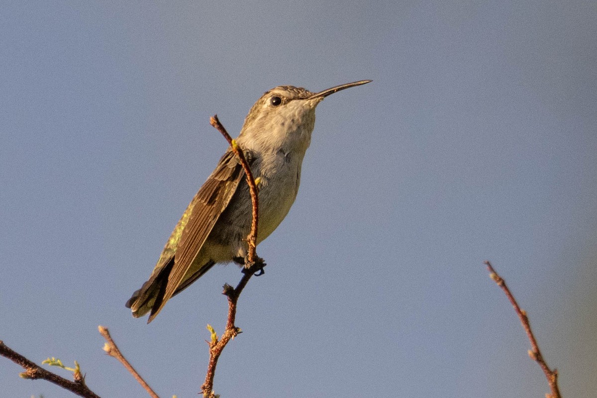 Colibri de Costa - ML624030807