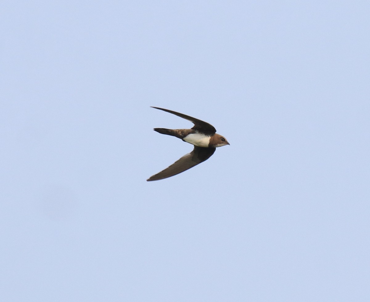 Alpine Swift - ML624030809