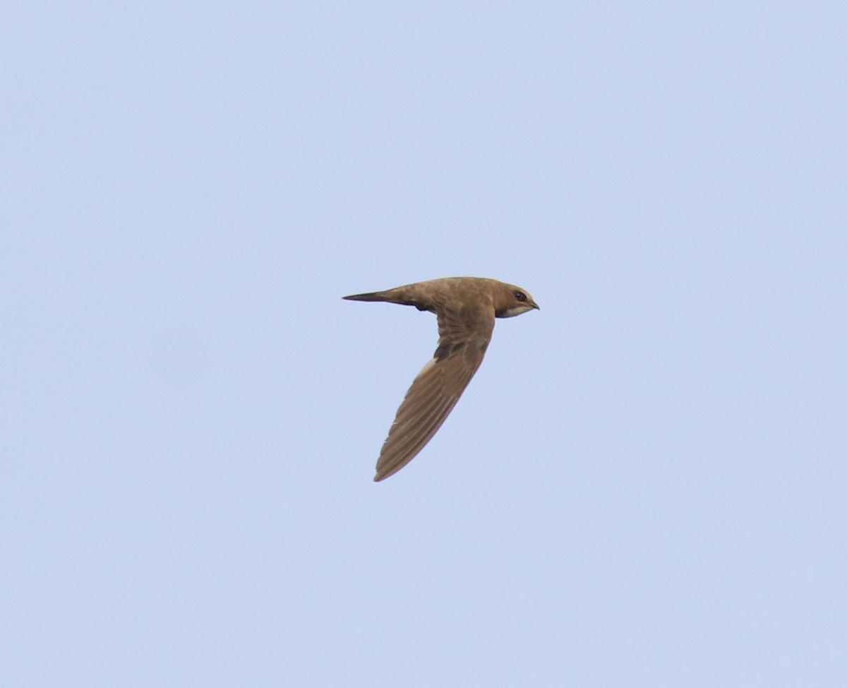 Alpine Swift - ML624030810