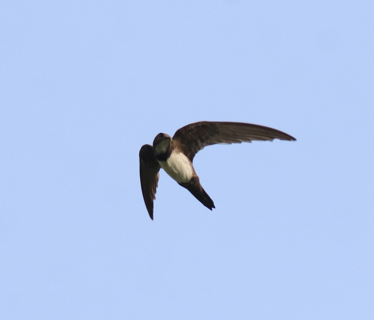 Alpine Swift - ML624030812