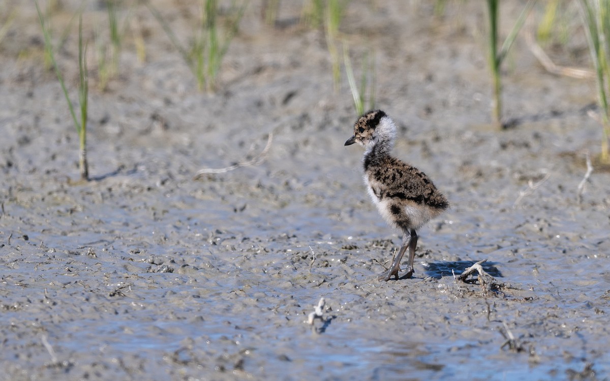 Northern Lapwing - ML624030845