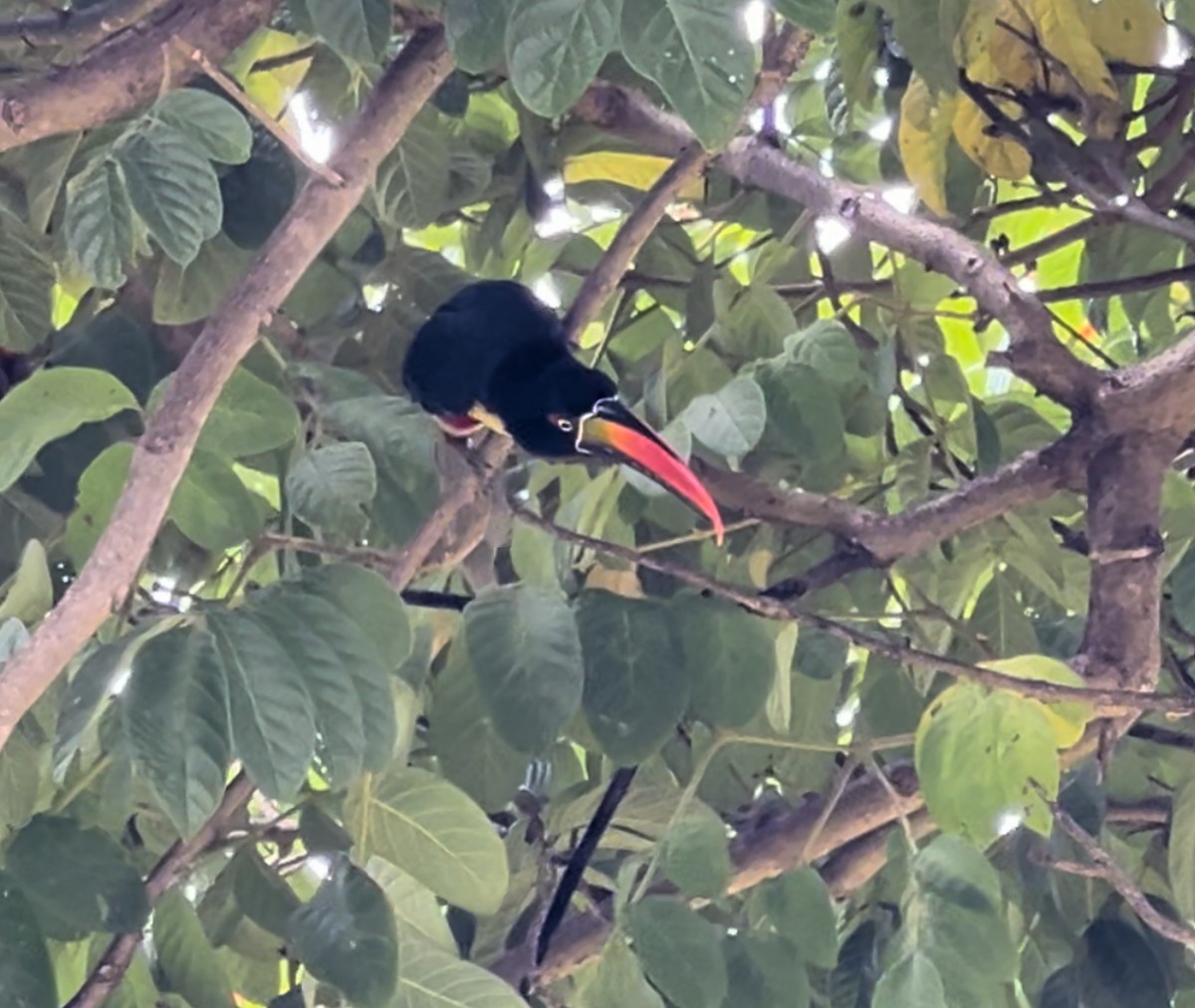 Fiery-billed Aracari - ML624030850