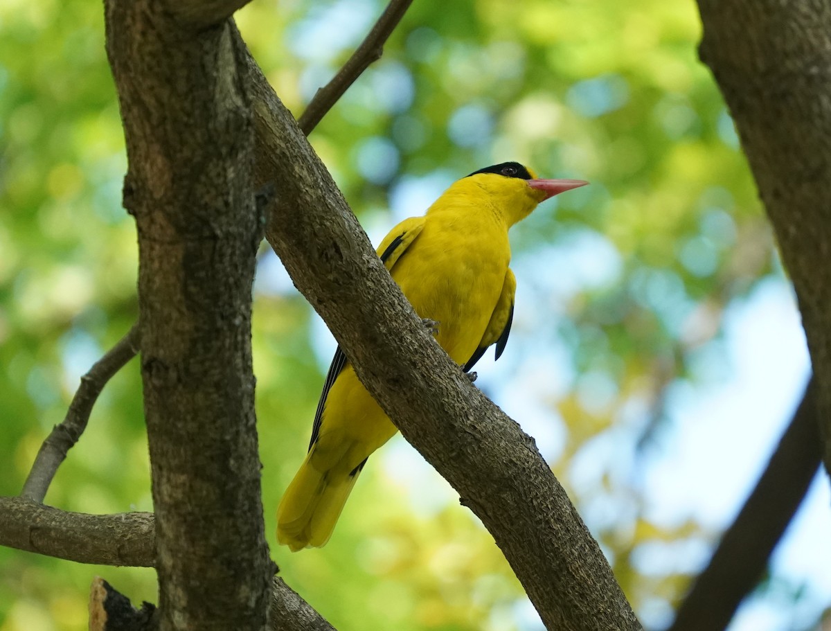 Black-naped Oriole - ML624030851