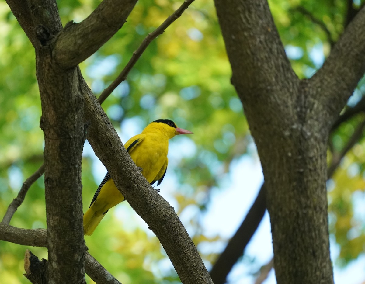 Black-naped Oriole - ML624030852