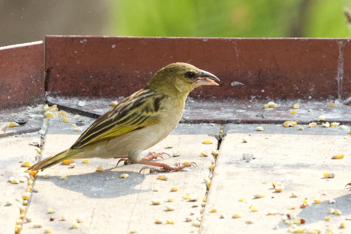 Southern Brown-throated Weaver - ML624030853