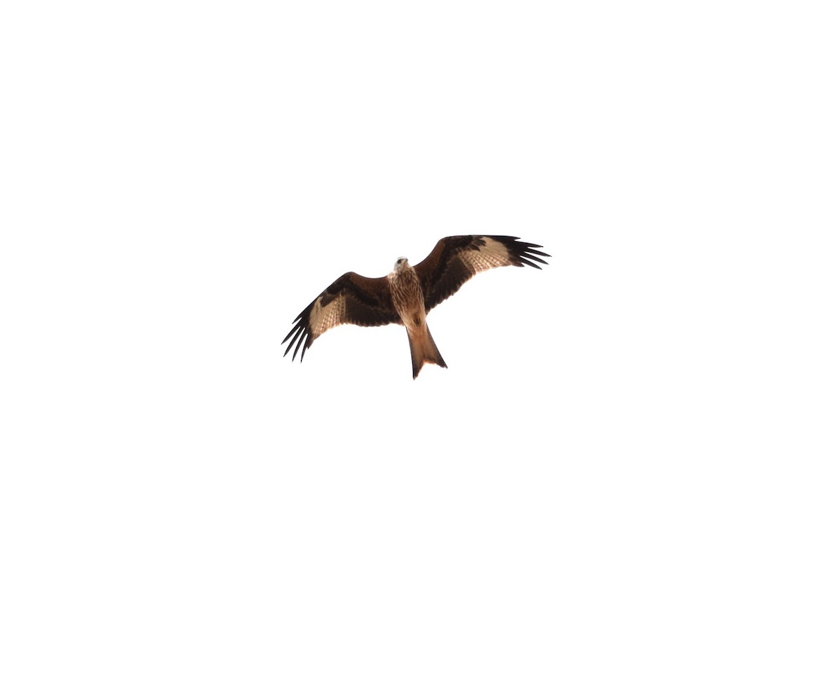 Red Kite - ML624030864