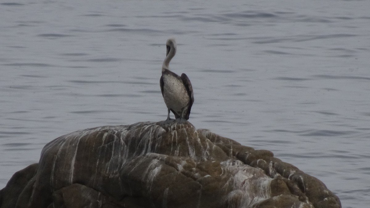 Peruvian Pelican - ML624030870