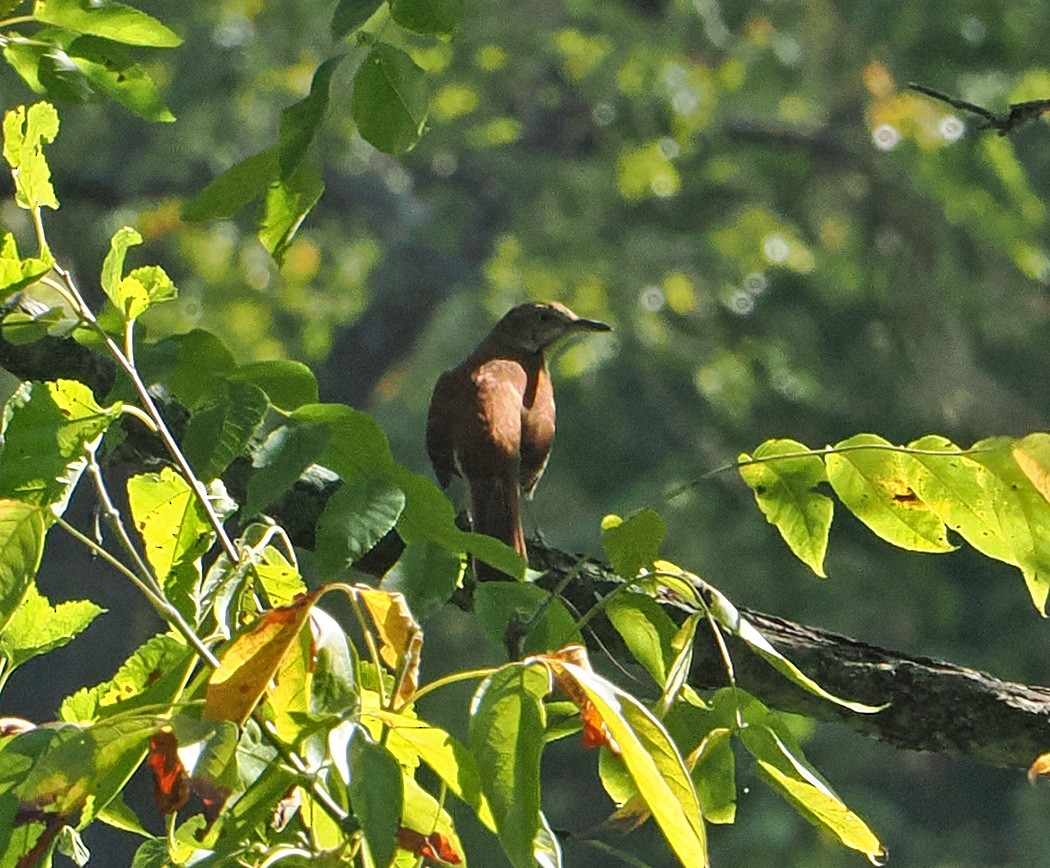 Brown Thrasher - Patricia Rettig