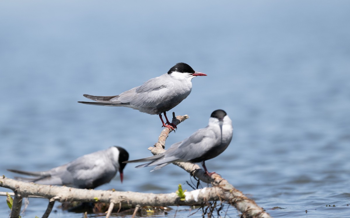 Whiskered Tern - Serge Horellou