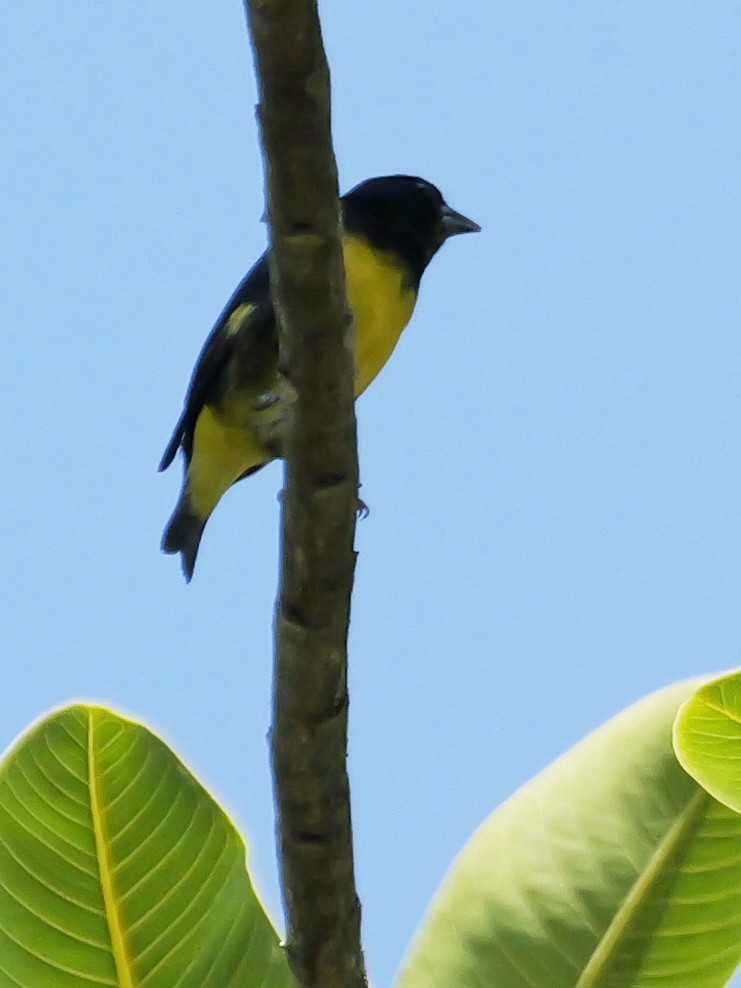 Yellow-bellied Siskin - ML624030893