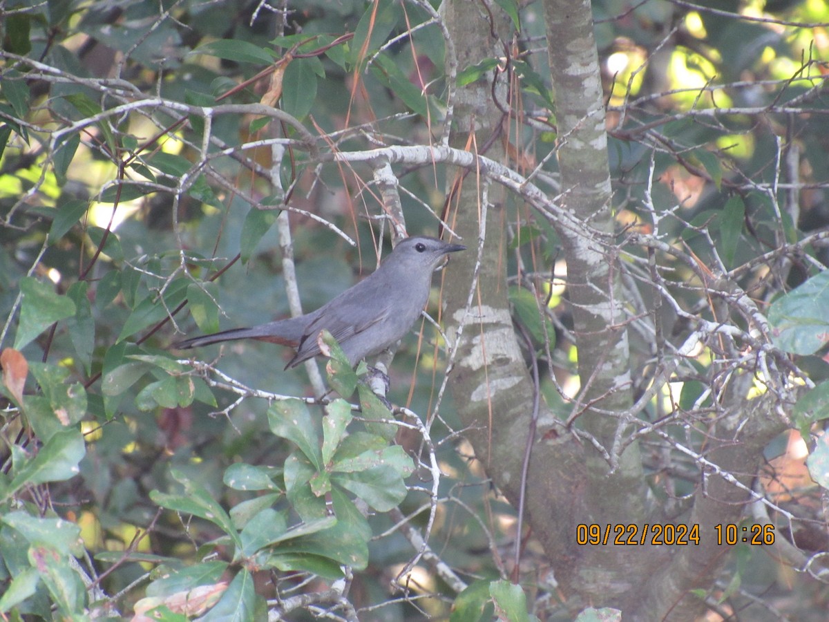 Gray Catbird - ML624030907